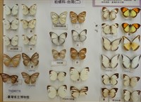 白粉蝶藏品圖，第2張